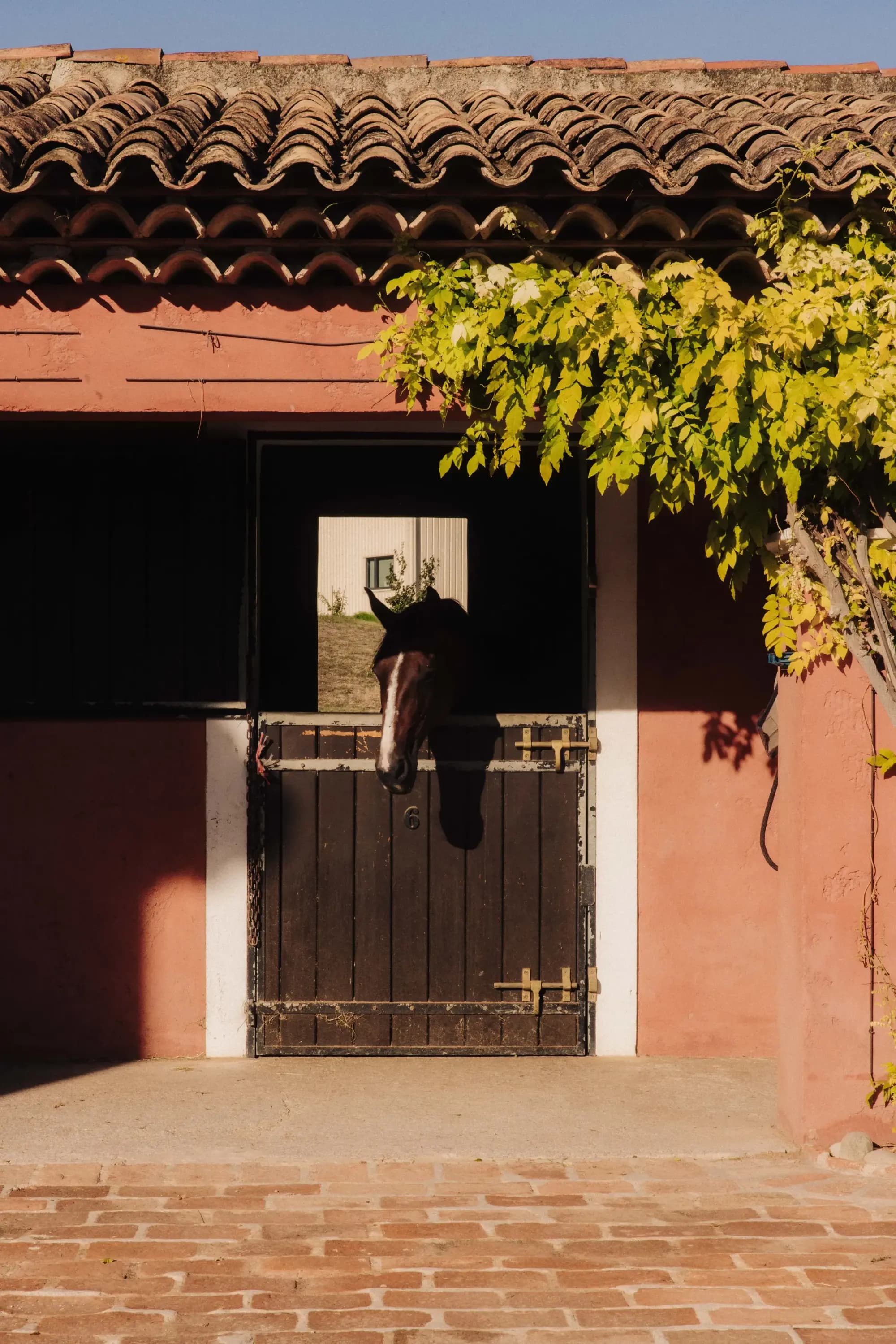 Horse looking out of a box door framed by wisteria