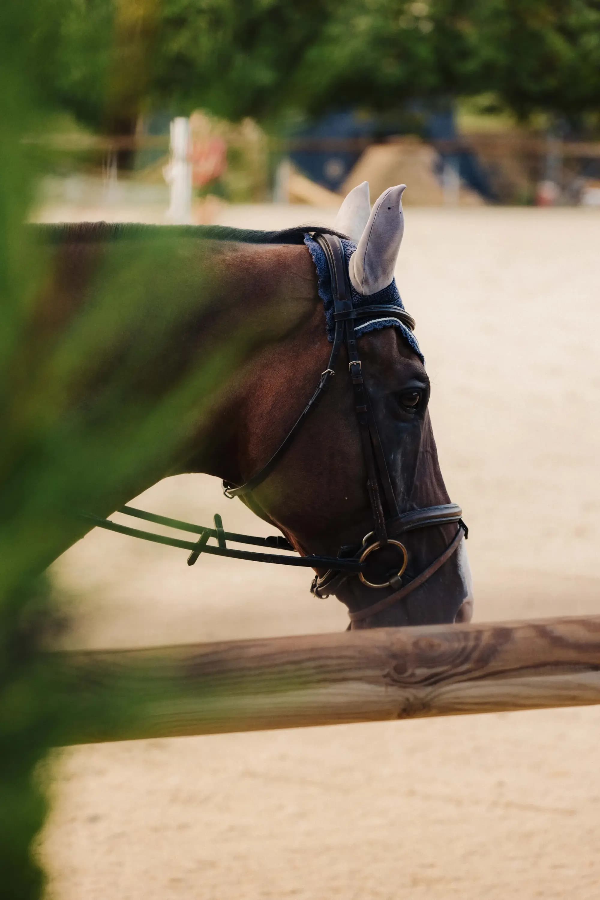 Close-up of a horse's head and bridle in the arena