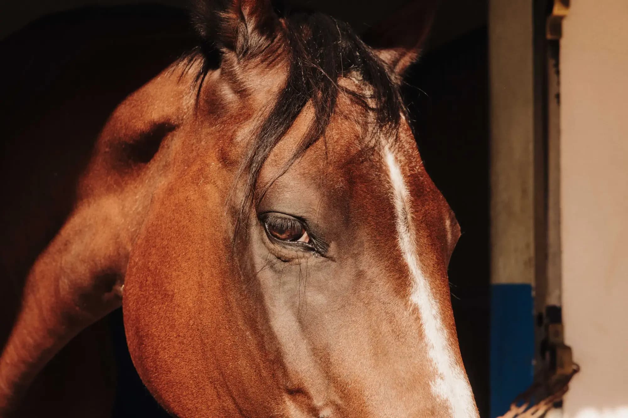 Close-up of a chestnut horse with a white blaze