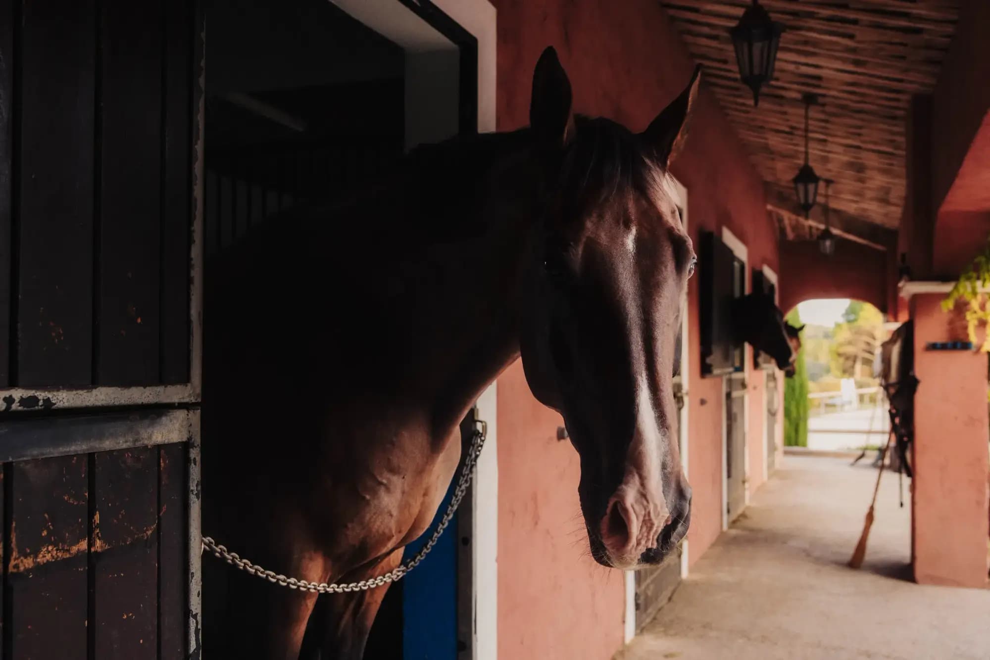 A bay horse looking out over the stable door